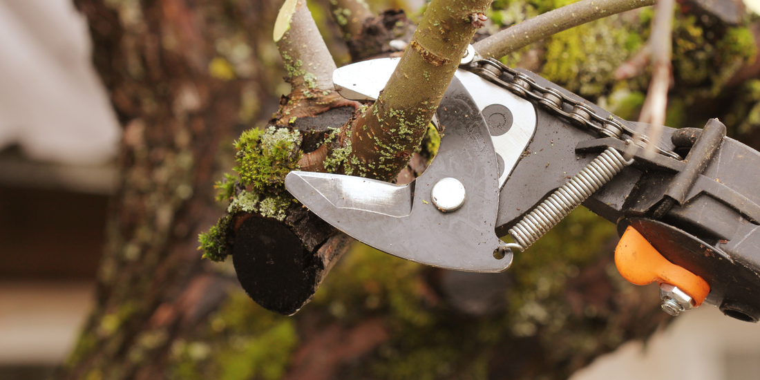 Quand faire élaguer un arbre ? Les périodes idéales dans le Gers