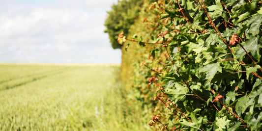 Taille des haies et des arbres dans le Gers : périodes, réglementation et bonnes pratiques